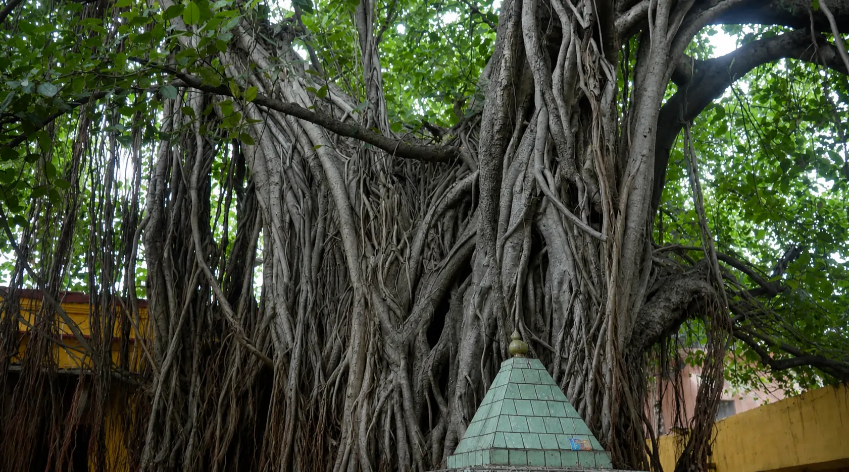 অক্ষয়বট